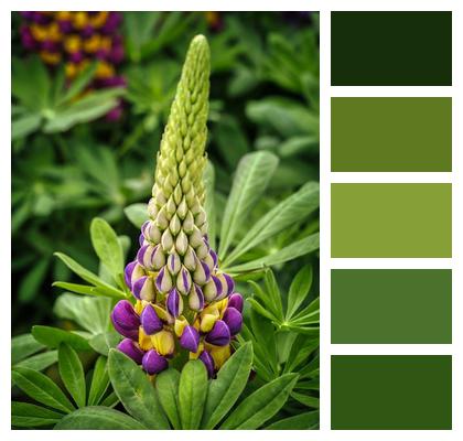 Lupins Grow Flower Meadow Image